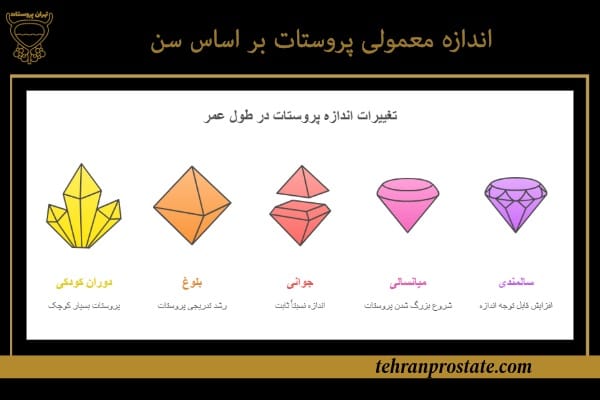 اندازه پروستات در ۶۰ سالگی 1 اندازه معمولی پروستات بر اساس سن