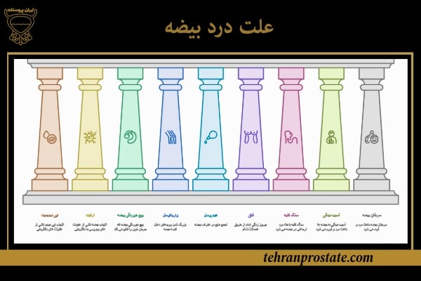 علت درد بیضه: علل، علائم، تشخیص و درمان 1 علت درد بیضه