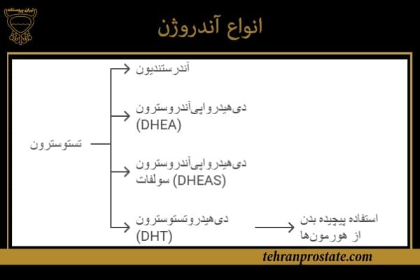 انواع آندروژن