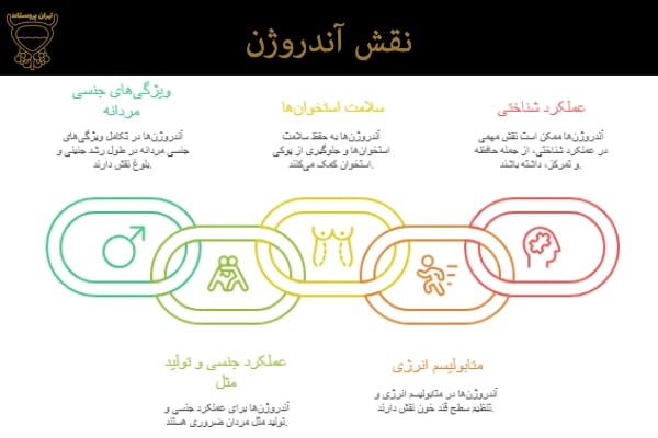 نقش آندروژن